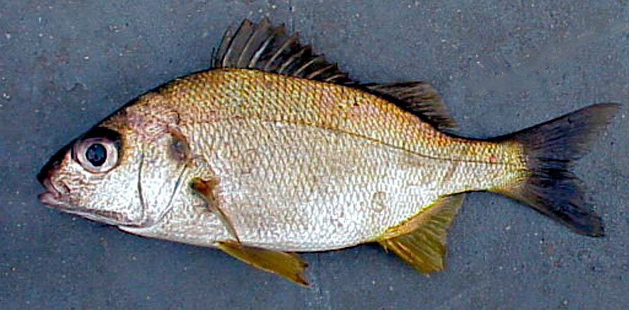 Pomadasys incisus_06